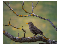 Bettina Nädele - Amselmädchen
