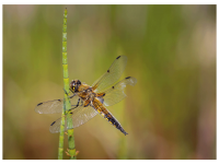 Bettina Nädele - faszinierend