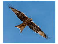 Bettina Nädele - Hab ich dich! Endlich!