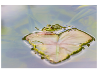 Bettina Nädele - mein Prinz?