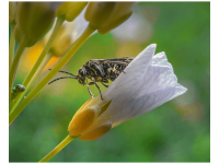 Bettina Nädele - Alien