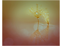 Bettina Nädele - Dandelion