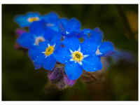 Bettina Nädele - Vergissmeinnicht