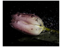 Bettina Nädele - Wassertulpe