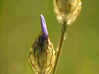 Dimitrios Gialamidis