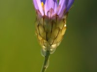 Dimitrios Gialamidis