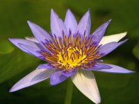 Dimitrios Gialamidis