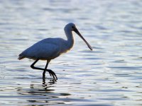 Dimitrios Gialamidis