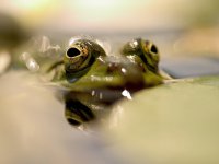 Dimitrios Gialamidis