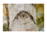 Dorothea Steingräber