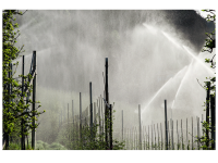 Dorothea Steingräber