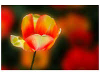 Dorothea Steingräber