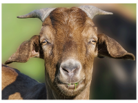 Dorothea Steingräber