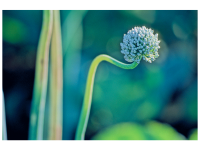 Elke Langstein-Jäger