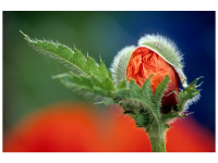 Elke Langstein-Jäger