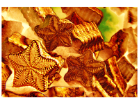 Elke Langstein-Jäger