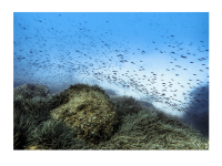 Peter Kästle, Cirkewwa Malta