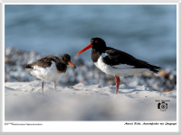 Austernfischer mit Jungvogel