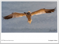 der fliegende Indianer