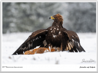 Steinadler auf Rotfuchs