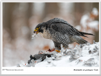 Wanderfalke mit geschlagener Taube