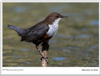 Wasseramsel mit Futter