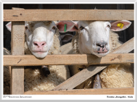 Dorothea Steingräber - Hallo