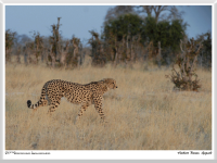 Herbert Bieser - Gepard