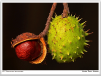 Herbert Bieser - Kastanie