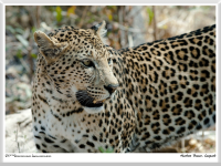 Herbert Bieser - Leopard