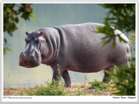 Herbert Bieser - Nilpferd