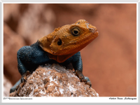 Herbert Bieser - Siedleragame