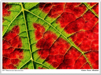 Herbert Bieser - Weinblatt