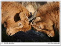 Herbert Bieser - Ziegenkampf