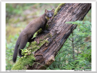 Marcel Riede - Baummarder