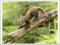 Marcel Riede - Baummarder