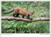 Marcel Riede - Baummarder