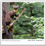 Marcel Riede - Baummarder