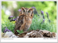 Marcel Riede - Choliba Kreischeule