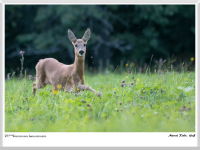 Marcel Riede - Geiß