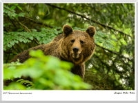 Siegmar Riede - Bärin