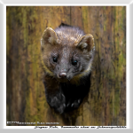 Siegmar Riede - Baummarder schaut aus Schwarzspechthöhle