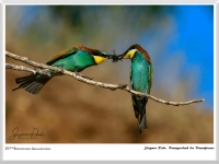 Siegmar Riede - Brautgeschenk der Bienenfresser