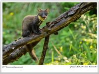 Siegmar Riede - der scheue Baummarder