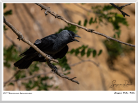 Siegmar Riede - Dohle