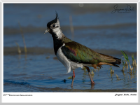 Siegmar Riede - Kiebitz