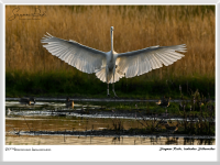 Siegmar Riede - landender Silberreiher