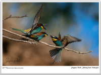 Siegmar Riede - Störung beim Liebesspiel