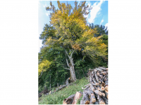 Bettina und Theo Nädele