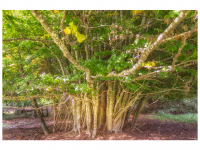 Bettina und Theo Nädele